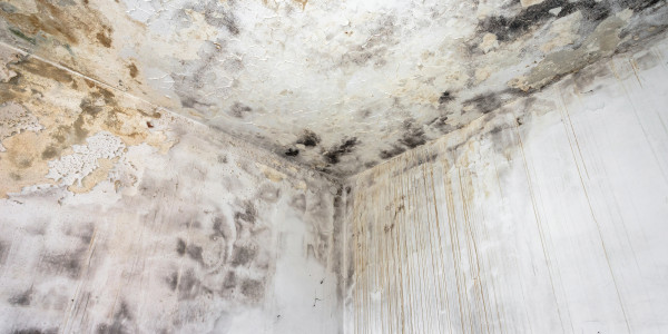 Pintar Fachadas de Casas Unifamiliares / Chalets en Getafe · Pintura Antihumedad / Antimoho para Humedades / Moho